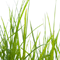 Symbolbild für Grünland / Weide