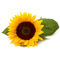 Symbolbild für Sonnenblume